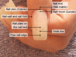 Basic knowledge of fingernail cosmetics - Nail art designs