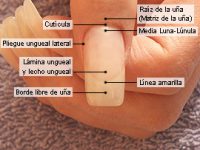 Conocimientos básicos y cosméticos de las uñas