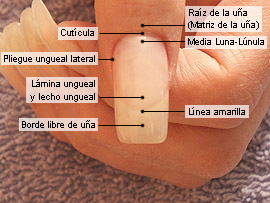 Conocimientos básicos sobre cosméticos de las uñas