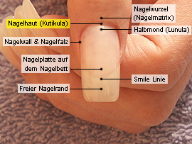 Grundkenntnisse der Fingernagelkosmetik - Nagelhaut (Kutikula)