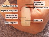 Grundkenntnisse der Fingernagelkosmetik: Nagelkunde - Der Aufbau des Fingernagels