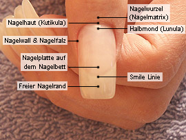 Grundkenntnisse der Fingernagelkosmetik