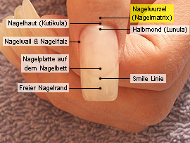 Nagelwurzel (Nagelmatrix)