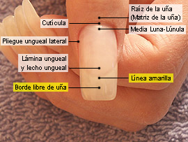 Borde libre de la uña y línea amarilla