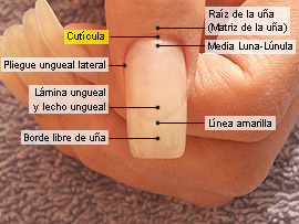 Conocimientos básicos y cosméticos de las uñas - Cutícula