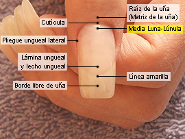 Media Luna (Lúnula)