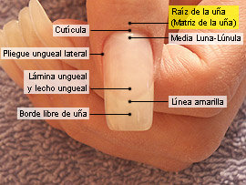 Raíz de la uña (matriz de la uña)