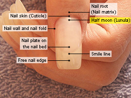 Half moon (Lunula)
