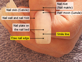 Free nail edge and smile line