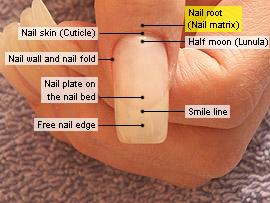 Nail root (Nail matrix)