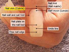Basic knowledge of fingernail cosmetics - Nail skin (Cuticle)